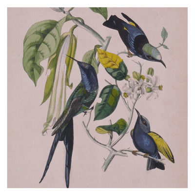 The cover of Sakura by Susumu Yokota