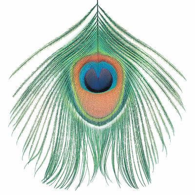 The cover of Apple Venus Volume 1 by XTC