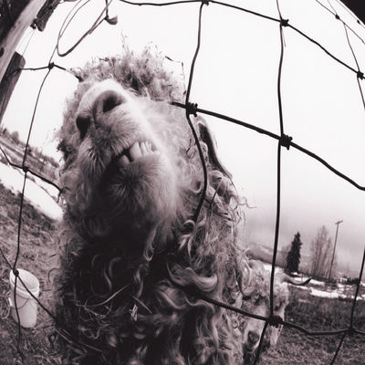 The cover of Vs. by Pearl Jam